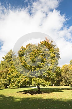 Beautiful autumn park. Autumn trees and leaves. Autumn Landscape. panorama of a stunning forest scenery in autumn.