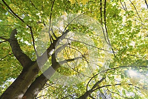 Beautiful autumn park. Autumn trees and leaves. Autumn Landscape. panorama of a stunning forest scenery in autumn.