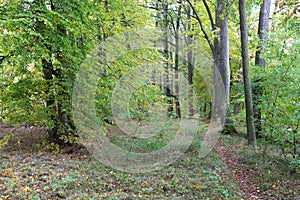 Beautiful autumn park. Autumn trees and leaves. Autumn Landscape. panorama of a stunning forest scenery in autumn.