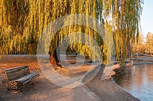 Beautiful autumn park with bench and yellowed weeping willow tree