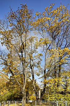 Beautiful autumn park and big maple with autumn foliage