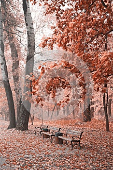 Beautiful autumn park/city autumn landscape