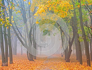 Beautiful autumn park with colorful red and yellow trees in morning mist