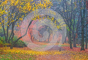 Beautiful autumn park with colorful red and yellow trees in morning mist