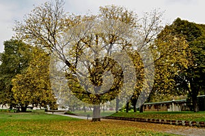 Beautiful autumn park with colorful trees and leaves