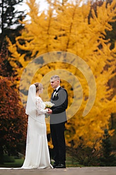 Beautiful autumn in the park. Just married couple walking by the big yellow tree