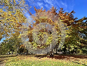 Beautiful autumn park and linden with autumn foliage in bright autumn day