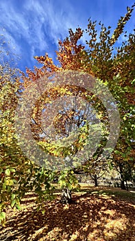 Beautiful autumn park and linden with autumn foliage in bright autumn day