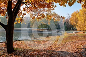 Beautiful autumn park at the morning. Yellowed trees illuminated by rising sun