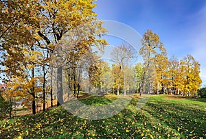 Beautiful autumn park with tall trees with yellow foliage and green grass lawns in Riga.