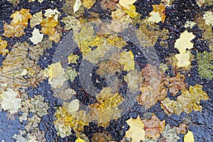 Beautiful autumn photo. Autumn maple foliage on a wet asphalt.