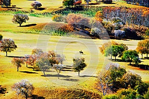 The beautiful autumn prairie and trees