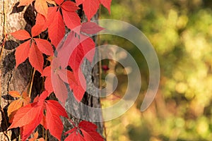 Beautiful autumn red Boston ivy leaves in sunlight on tree close up. Fall background, texture with copyspace