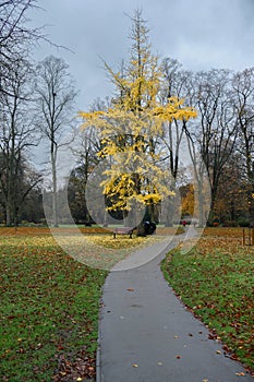Beautiful autumn scene of a footpath leading towards a tree with yellow leaves in a park in Cambridge, UK