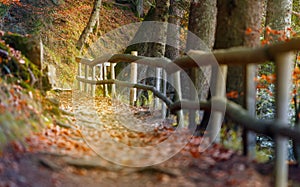 Beautiful autumn scene invites to walkon a misty footpath in the forest.