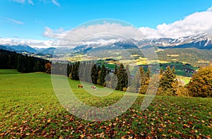 Beautiful autumn scenery of an alpine ranch with the cattle grazing on grassy pasture