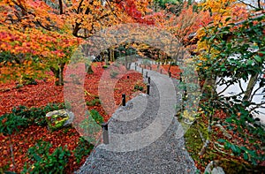 Beautiful autumn scenery of colorful foliage of fiery maple trees and fallen leaves by a gravel trail in the garden in Kyoto, Japa