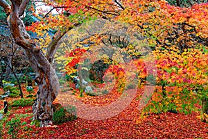 Beautiful autumn scenery of colorful foliage of fiery maple trees and a red carpet of fallen leaves in a garden in Kyoto