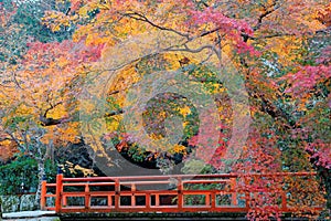 Beautiful autumn scenery of colorful maple trees by a red bridge in Kyoto, Japan