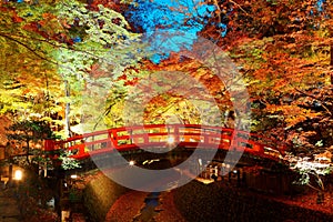 Beautiful autumn scenery of fiery maple trees in a Japanese Garden in Kitano Tenmangu Shrine