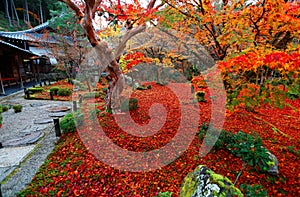 Beautiful autumn scenery of fiery maple trees and a red carpet of fallen leaves in the Japanese garden of Enkoji