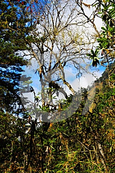 Beautiful autumn scenery in Hailuogou glaciers park