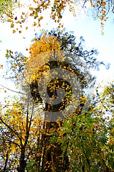 Beautiful autumn scenery in Hailuogou glaciers park