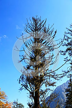 Beautiful autumn scenery in Hailuogou glaciers park