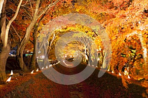 Beautiful autumn scenery of Japanese garden with maple foliage lighted up along the canal at night in Kyoto Japan