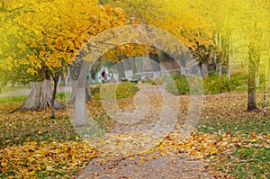 Beautiful autumn scenery in park.  Orange and yellow autumn leaves on trees