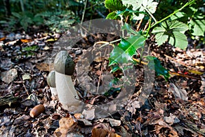 Beautiful Autumn scenery with Phallus impudicus mushrooms