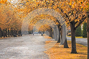Beautiful autumn scenery in Regent`s Park of London photo