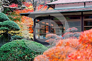 Beautiful autumn scenery of a traditional Japanese wooden house surrounded by fiery maple foliage in a peaceful zen-like atmospher