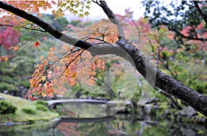 Beautiful autumn scenery of the trees in the park. Wonderful beauty and harmony of the nature.