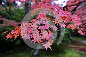 Beautiful autumn scenery of the trees in the park. Wonderful beauty and harmony of the nature.