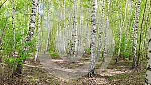 beautiful autumn scenic landscape with birch copse. Birch forest. Birch Grove. White birch trunks