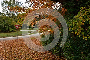 Beautiful Autumn Scenic with Yield Sign and Chickens