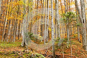 Beautiful autumn season forest