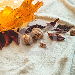 Beautiful autumn seasonal background. Autumn assortment - a walnut and yellow and red leaf leaves. Autumn nature concept