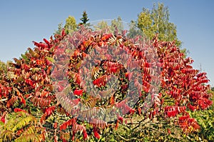 Beautiful autumn Stahhorn Sumac (Rhus typhina) leaves