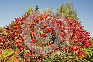 Beautiful autumn Stahhorn Sumac (Rhus typhina) leaves photo