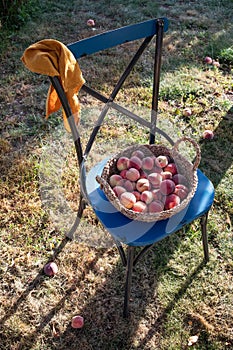 Beautiful autumn still life with a harvest of peaches in a wicker basket on a vintage blue chair, outdoor on the grass