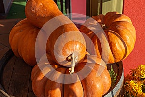 Beautiful autumn still life. pumpkins lying on a wooden barrel