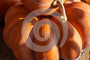 Beautiful autumn still life. pumpkins lying on a wooden barrel