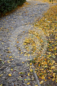 The beautiful autumn stone paved road is flanked by golden leaves