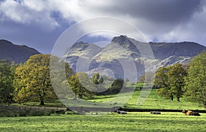 Beautiful autumn sunlight shining on Lake District mountains with trees and cows in the valley