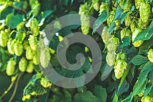 Beautiful autumn sunny green background. Hop with cones on the branch, warm sunny light, shallow depth of the field. October fest
