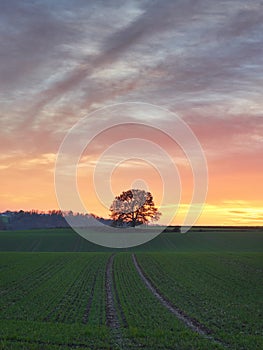 A beautiful autumn sunset in the German town of Heiligenhaus in the Bergisches Land region. Lonely tree in the field