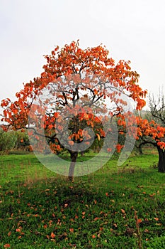 Beautiful autumn tree