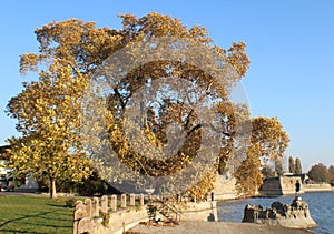 Beautiful autumn tree in the bank of Oreg lake